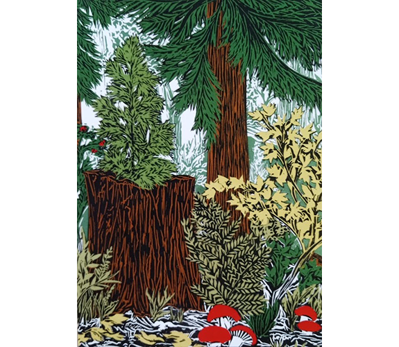 "Mother Tree ~ Douglas Fir" - Mimi Williams